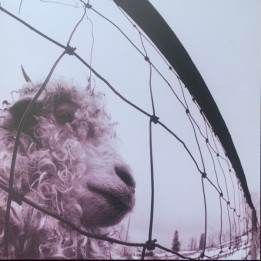 Pearl Jam - Vs. (LP Clear)