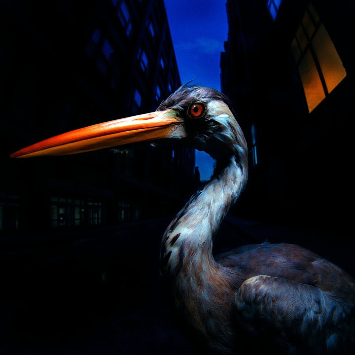 Szmierek Antony - Decoding Birdsong (CD)