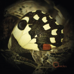 Ossicles - Music For Wastelands (CD Digipack)