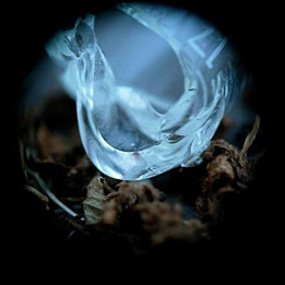 Ossicles - Mantelpiece (CD)