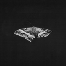Lamar Kendrick - To Pimp A Buttefrly (10Th Anniv.) (2LP)