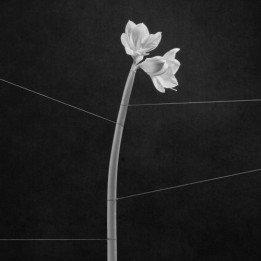 Trentemoller - Dreamweaver (Clear Vinyl) (LP)