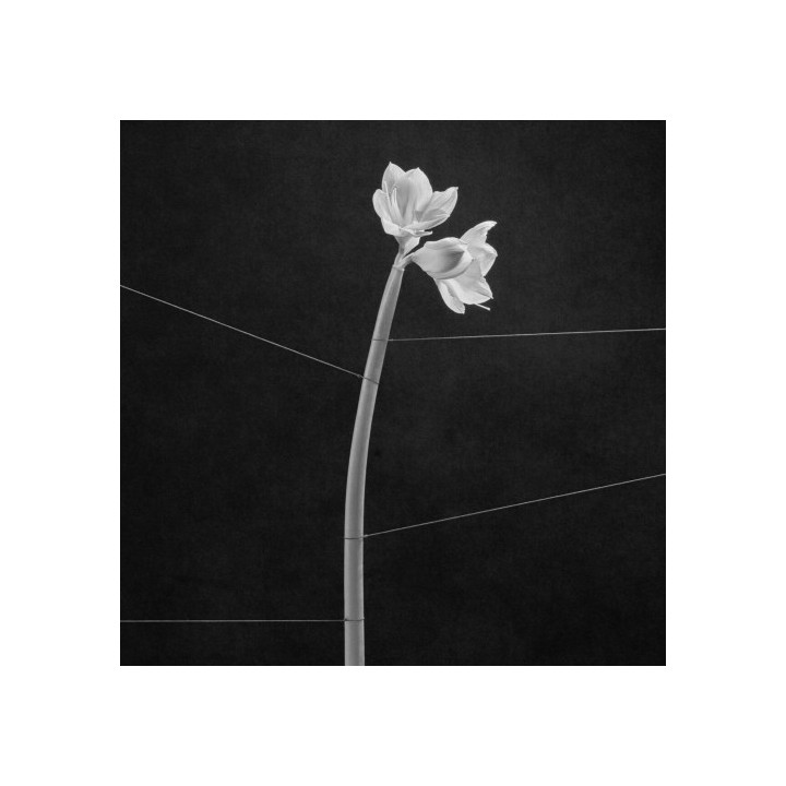 Trentemoller - Dreamweaver (Clear Vinyl) (LP)